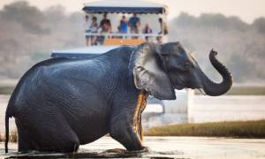 Elephant crossing Chobe River - Botswana - On The Go Tours