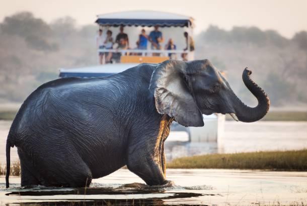 Elephant crossing Chobe River - Botswana - On The Go Tours