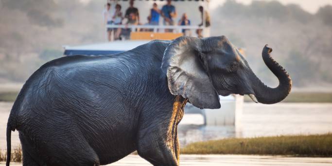 An elephant crossies the Chobe River | Botswana