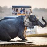 An elephant crossies the Chobe River | Botswana