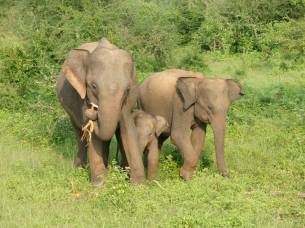 Elephants at Udawalawe