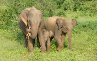 Elephants at Udawalawe