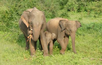 Elephants in Udawalawe NP | Sri Lanka
