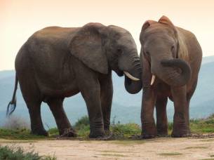 Elephants in Addo Elephant National park