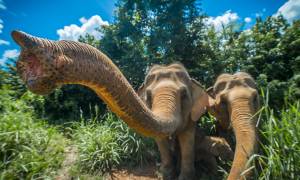 Elephants in Chiang Mai - Thailand 2