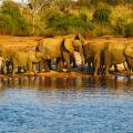 Baby elephant following adult elephant across the dirt road at Chobe National Park