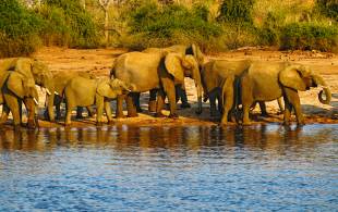 Elephants in Chobe National Park - Botswana safaris - On the Go Tours