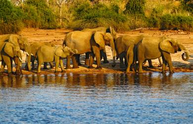 Herd of elephant along the banks of the Chobe River | Botswana