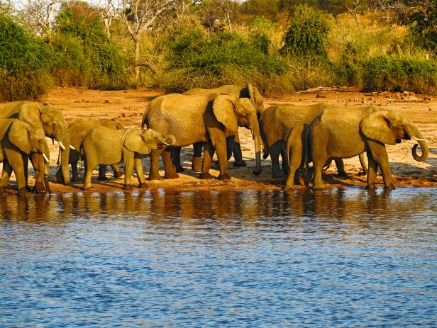 Baby elephant following adult elephant across the dirt road at Chobe National Park