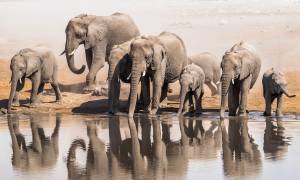 Elephants in Etosha - Lodge Safaris - On The Go Tours