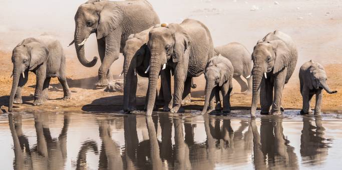 Elephants in Etosha National Park | Namibia | Africa