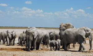 Elephants in Etosha NP - Namibia - On The Go Tours
