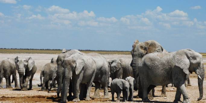 Elephants in Etosha National Park | Namibia | Africa