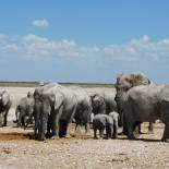 Elephants in Etosha National Park | Namibia | Africa