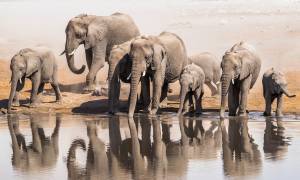 Elephants in Etosha Natinal Park, Namibia