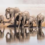 Elephants in Etosha National Park | Namibia