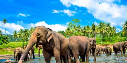 Elephants in Pinnawala Orphanage - Sri Lanka Tours - On The Go Tours