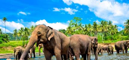 Elephants in Pinnawala Orphanage - Sri Lanka Tours - On The Go Tours