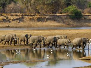Elephants in South Luangwa National Park - Zambia