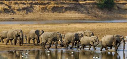 Elephants in South Luangwa National Park - Zambia