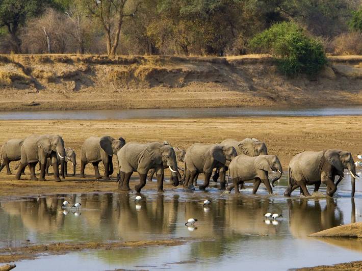 Elephants in South Luangwa National Park - Zambia