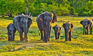 Elephants in Sri Lanka - On The Go Tours