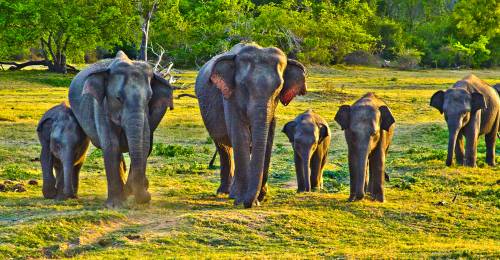 Elephants in Sri Lanka - On The Go Tours