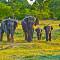 A herd of elephants | Sri Lanka