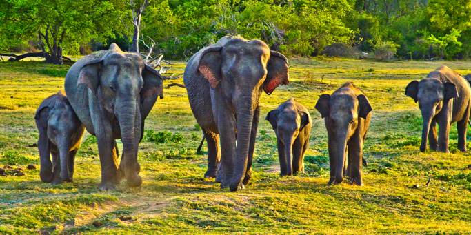 A herd of elephants | Sri Lanka