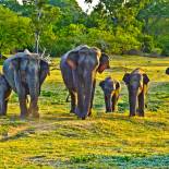 A herd of elephants | Sri Lanka