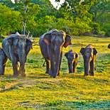 A herd of elephants | Sri Lanka