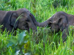 Elephants in Sri Lanka