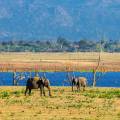 Elephants in the long grass of Udwalawe National Park