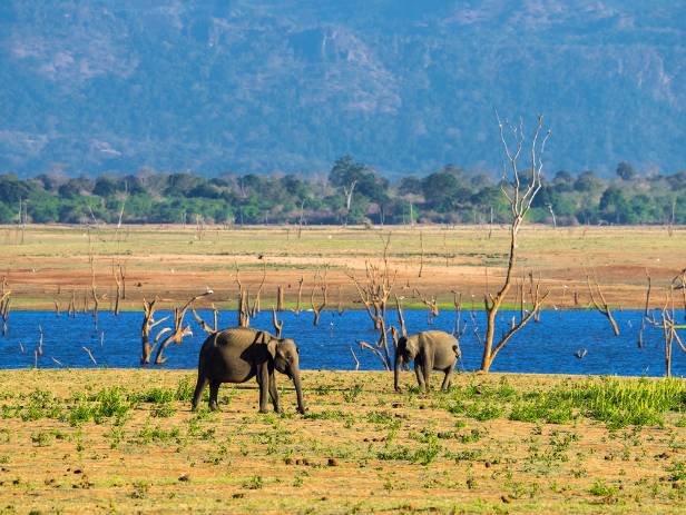 Elephants in the long grass of Udwalawe National Park