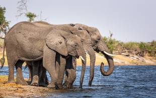 Elephants in the Caprivi Strip, Namibia