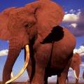 Family of elephants walking across the road in front of a jeep in the Serengeti National Park