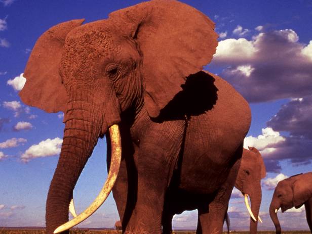 Family of elephants walking across the road in front of a jeep in the Serengeti National Park