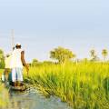 Mokoro boat gliding along the Okavango River