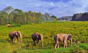 Elephants-in-Chitwan-National-Park--Nepal--On-The-Go-Tours