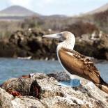 The Galapagos Islands | Ecuador | South America	