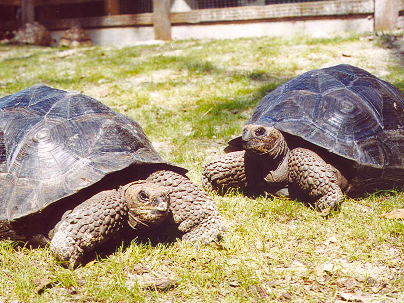Day 6 - Galapagos Tortoise Breeding Centre