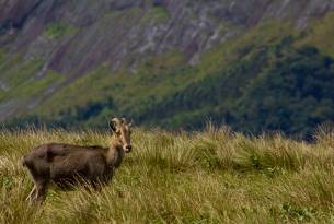 Eravikulam National Park - Nilgiri Tahr - On the Go Tours