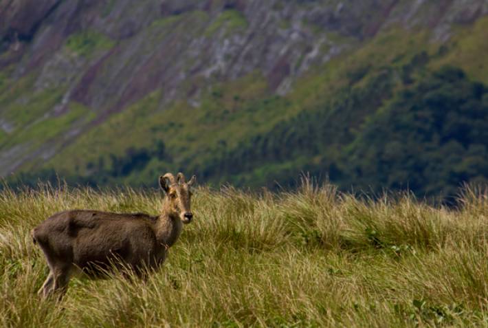 Eravikulam National Park - Nilgiri Tahr - On the Go Tours