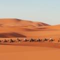 Camel walking through the Erg Chebbi sand dunes