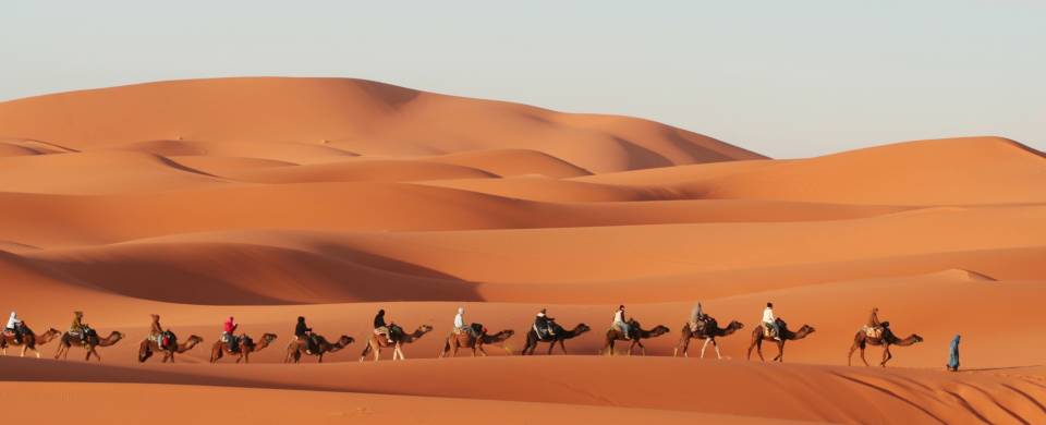 Camel walking through the Erg Chebbi sand dunes