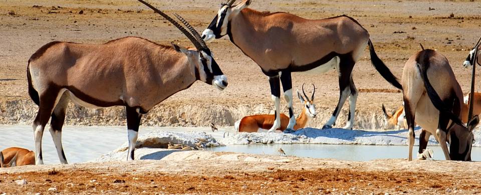 Gemsbok standing at a water hole at Etosha National Park