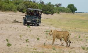 Etosha, Okavango and Chobe main image - lion on safari in chobe