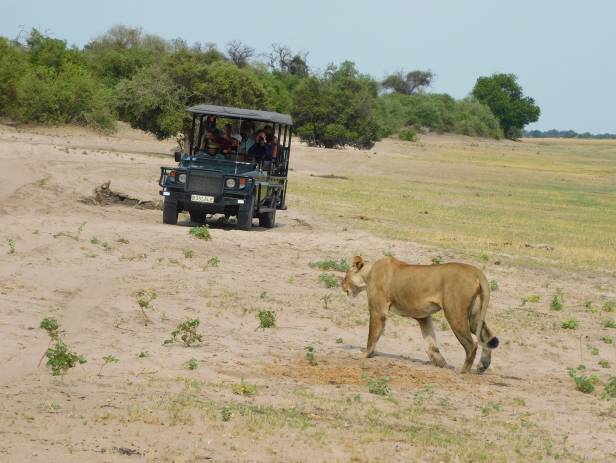 Baby elephant following adult elephant across the dirt road at Chobe National Park