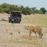 A lioness in Chobe National Park | Botswana