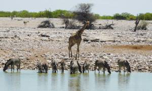 Falls, Delta & Cape Accommodated main image - Etosha NP waterhole